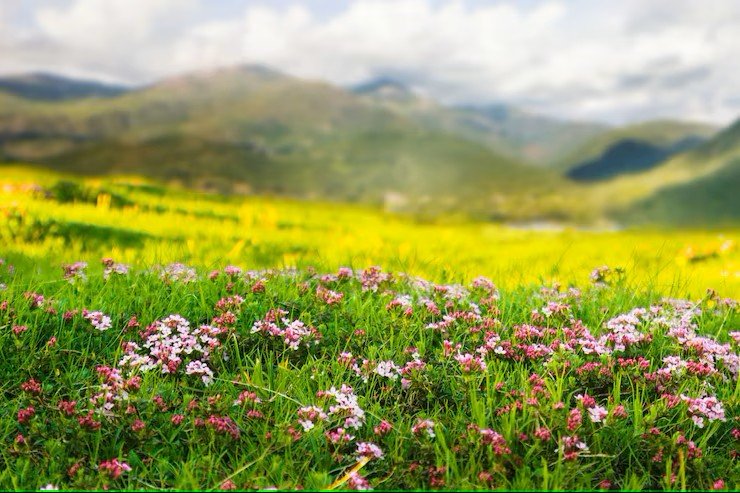 Bright flower garden
